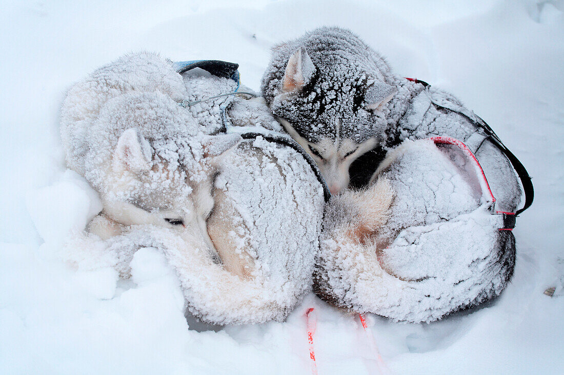 Sweden, County of Norrbotten, Lapland, Abisko, hiking trail of Kungsleden, sled dog, Siberian husky