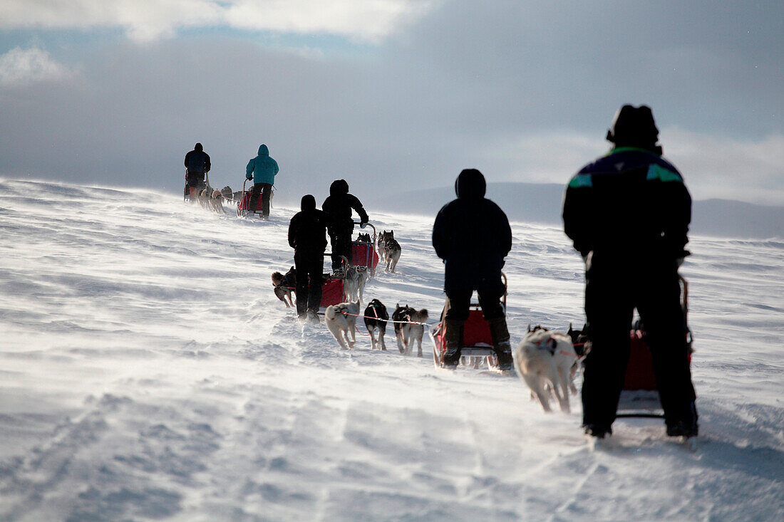 Sweden, County of Norrbotten, Lapland, Alesjaur, hiking trail of Kungsleden, road of Tjâktja, sled dog tour