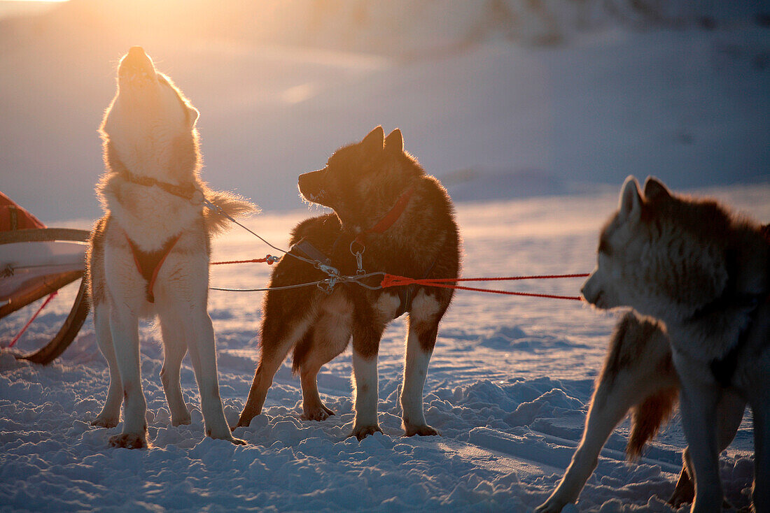 Sweden, County of Norrbotten, Lapland, Alesjaur, hiking trail of Kungsleden, sled dog, Siberian husky