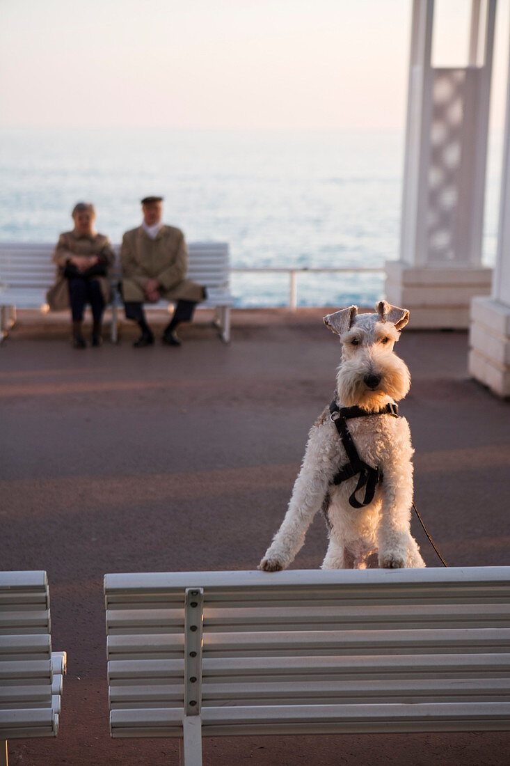 France, Alpes Maritimes, Nice, fox terrier dog in the Promenade des Anglais
