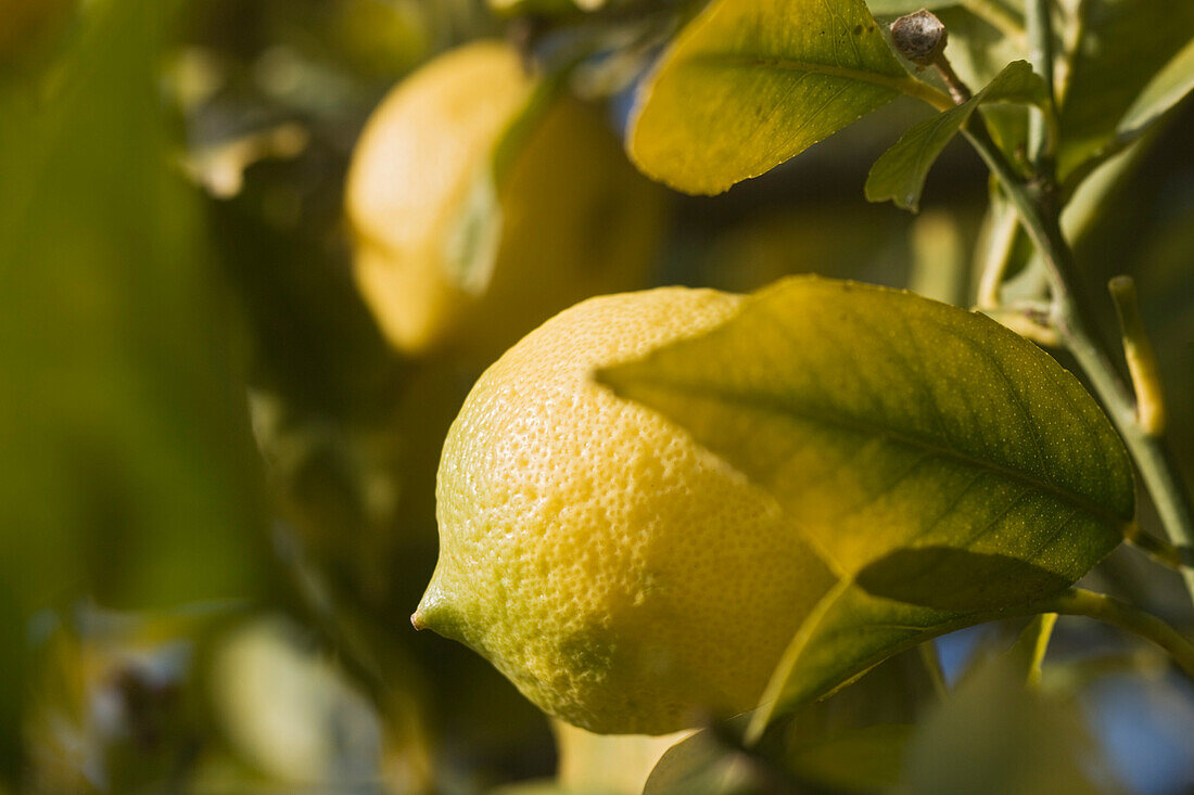 France, Alpes Maritimes, Menton, Menton lemons on a lemon tree