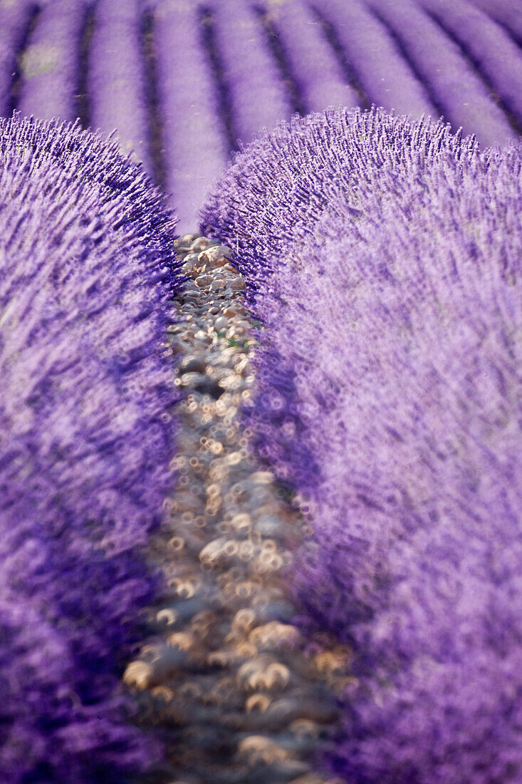 France, Alpes de Haute Provence, near Puimoisson, lavender field on Plateau de Valensole