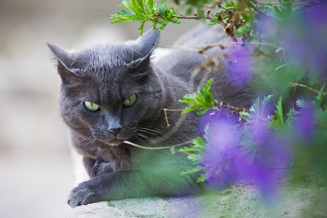 France, Var, La Cadiere d'Azur, cat in a garden