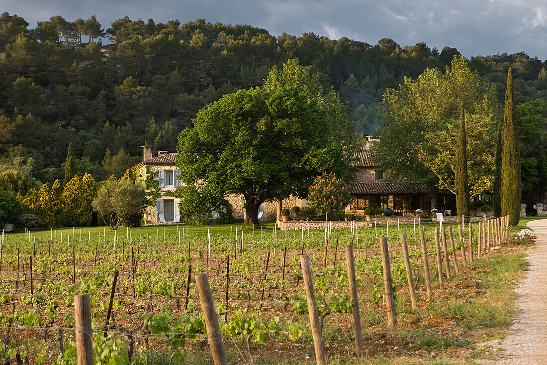 France, Vaucluse, Menerbes, La Bastide de Marie Hotel and restaurant and its vineyard