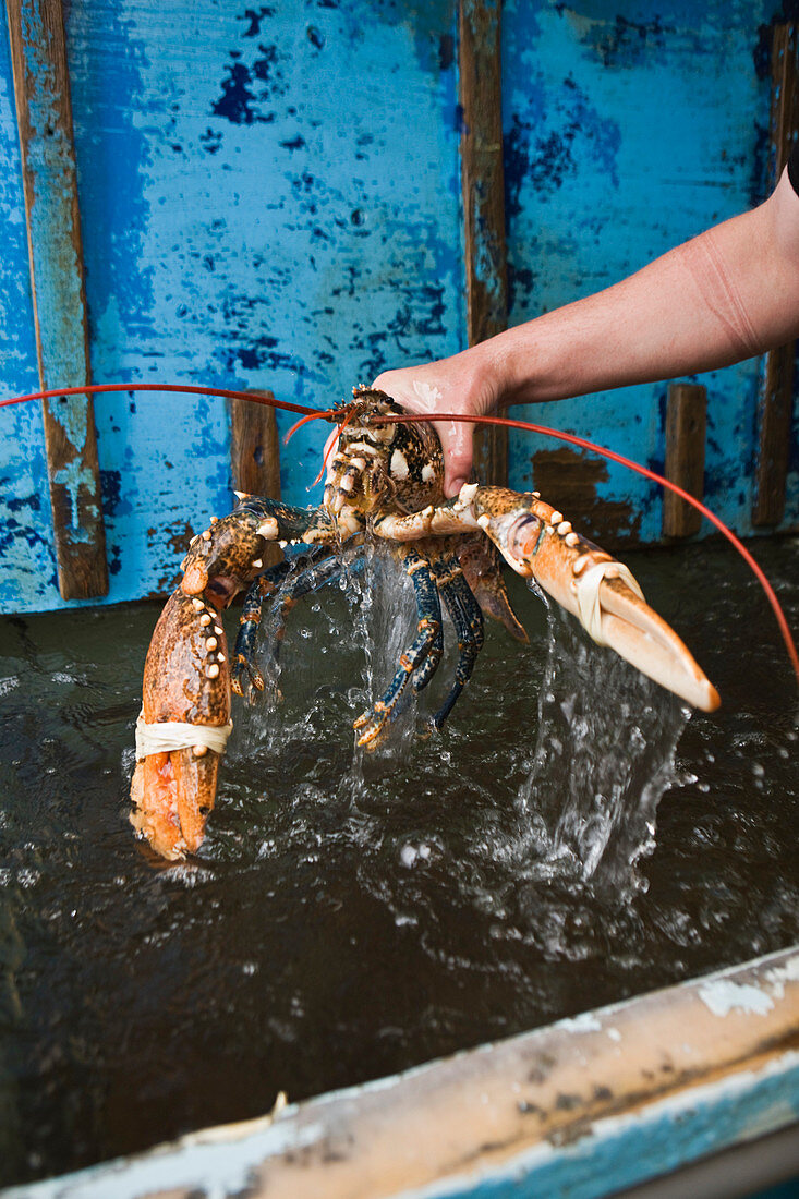 France, Cotes d'Armor, Loguivy de la Mer, lobster fish well belonging to the lobster farmers of the coast