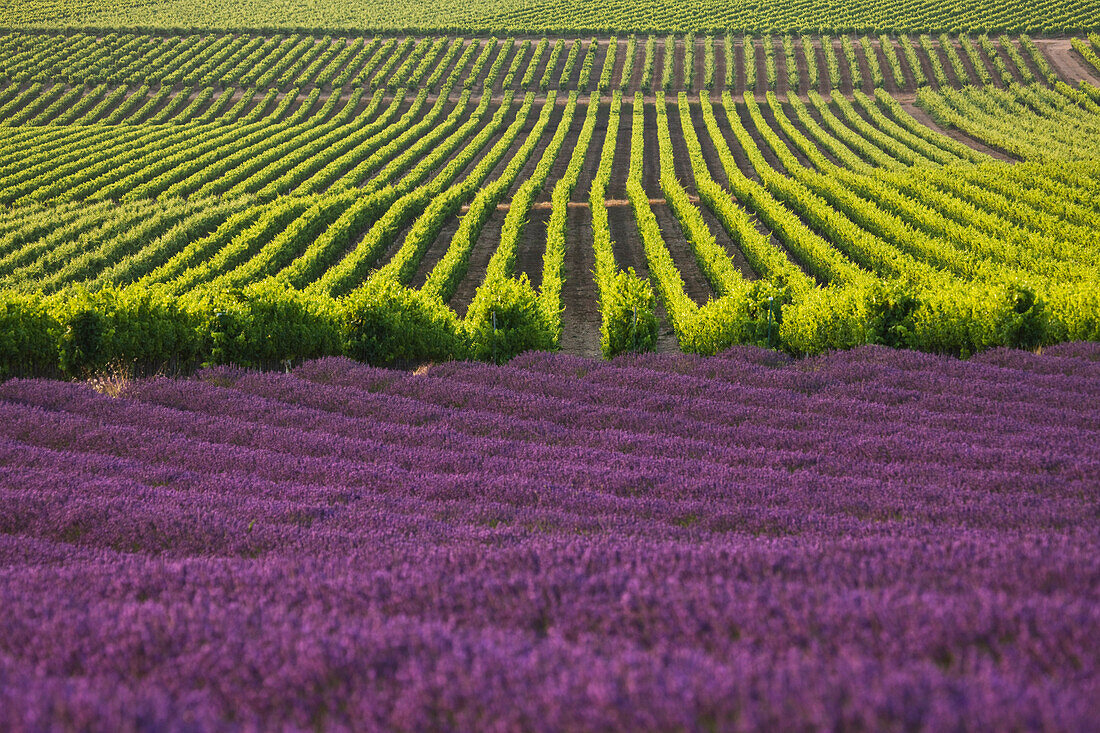 France, Drome, Drome Provencale, near Vinsobres, lavender field and AOC Cotes du Rhone vineyard