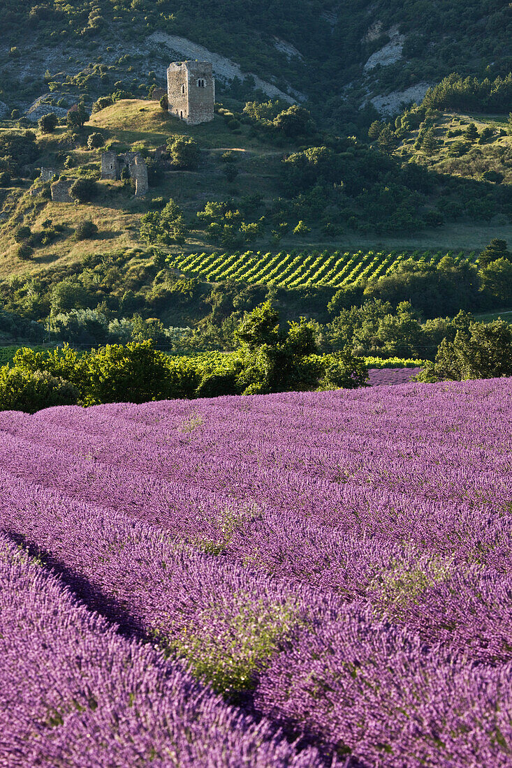 France, Drome, Drome Provencale, near Roche Saint Secret Beconne, lavender field et Tour d'Alencon