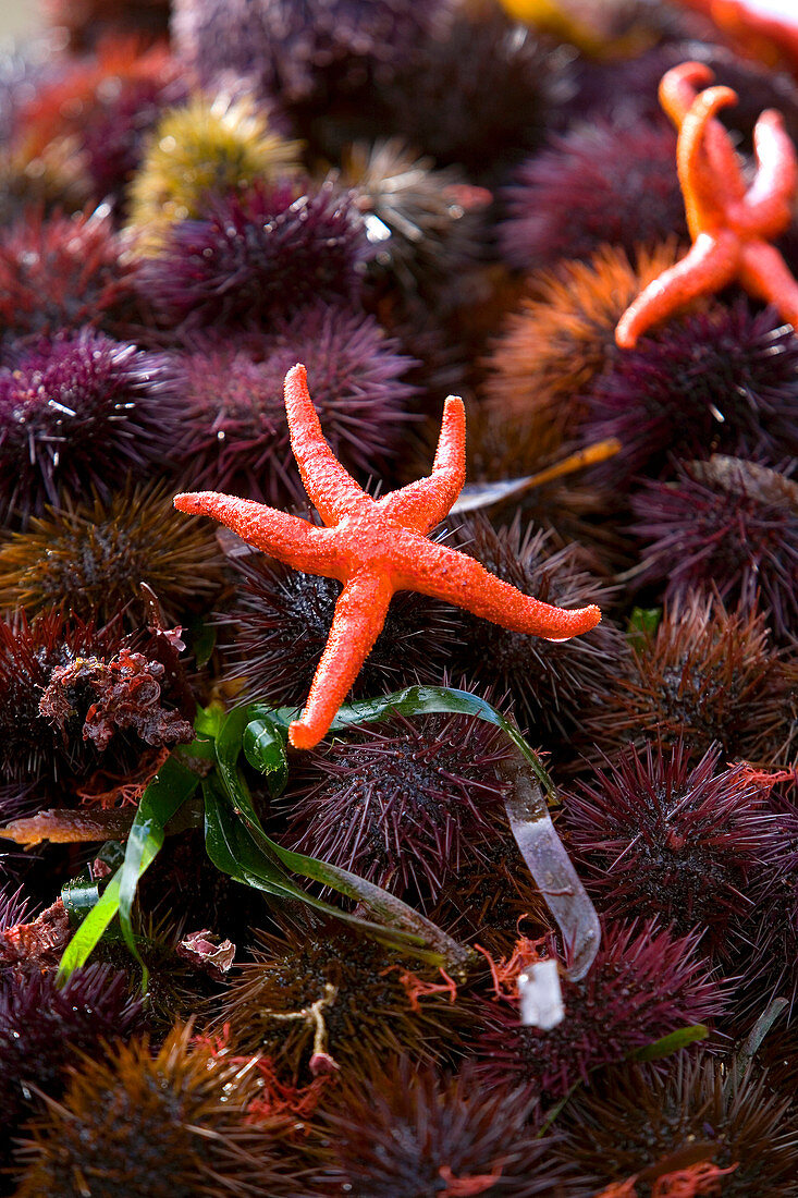 France, Bouches du Rhone, Carry le Rouet, Oursinade, urchin festival in February, urchins and starfish