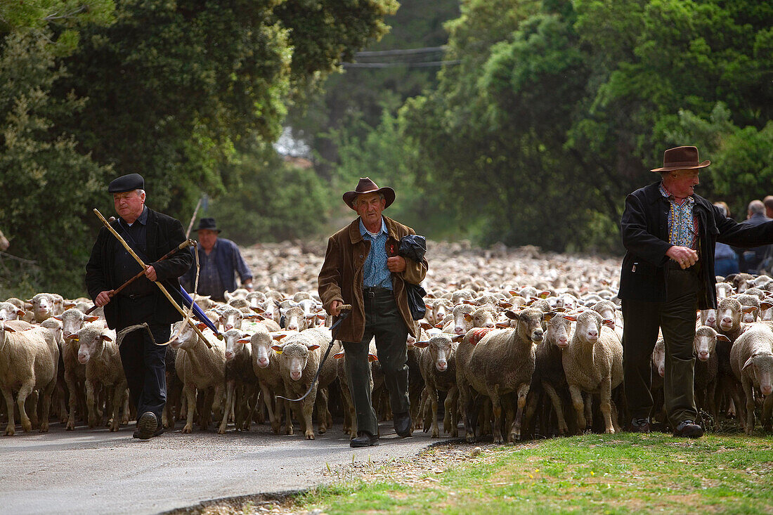 Frankreich, Bouches du Rhone, Alpilles, Saint Remy de Provence, Transhumanz Festival