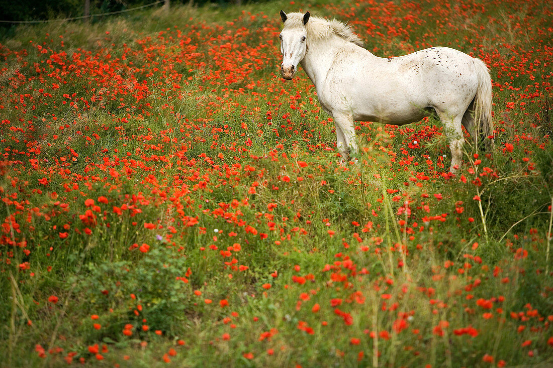 Frankreich, Bouches du Rhone, Alpilles, weißes Pferd und Mohnblumen in der Nähe von Saint Remy de Provence