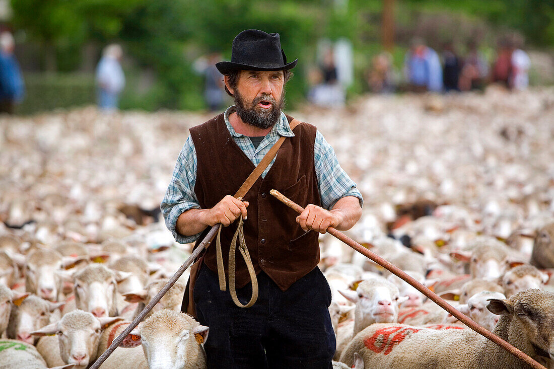 Frankreich, Bouches du Rhone, Alpilles, Saint Remy de Provence, Transhumanz Festival