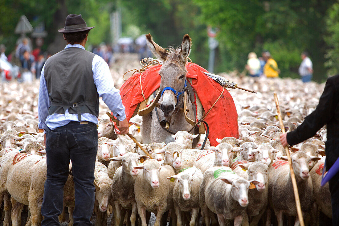 Frankreich, Bouches du Rhone, Alpilles, Saint Remy de Provence, Transhumanz Festival