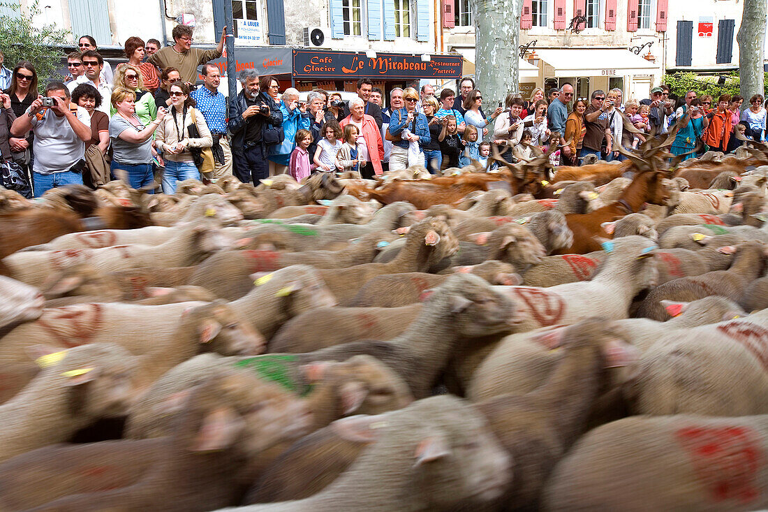 France, Bouches du Rhone, Alpilles, Saint Remy de Provence, Transhumance Festival