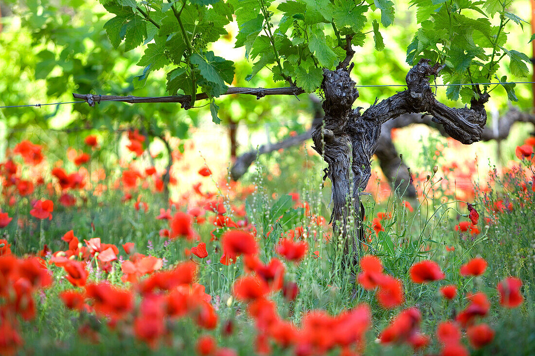 France, Bouches du Rhone, Aix en Provence, Coteaux d'Aix en Provence, vineyard and poppies