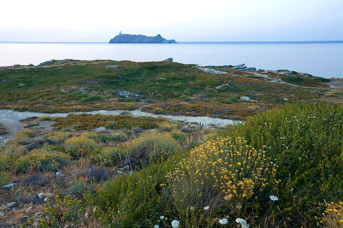 France, Haute Corse, Cap Corse, Ile de la Giraglia, Barcaggio