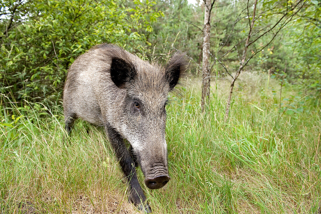 Lithuania (Baltic States), Klaipeda County, Curonian Spit, national park, wild boar in the reserve of Nagliu