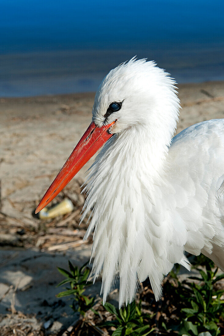 Lithuania (Baltic States), Klaipeda County, Curonian Spit, national park, stork