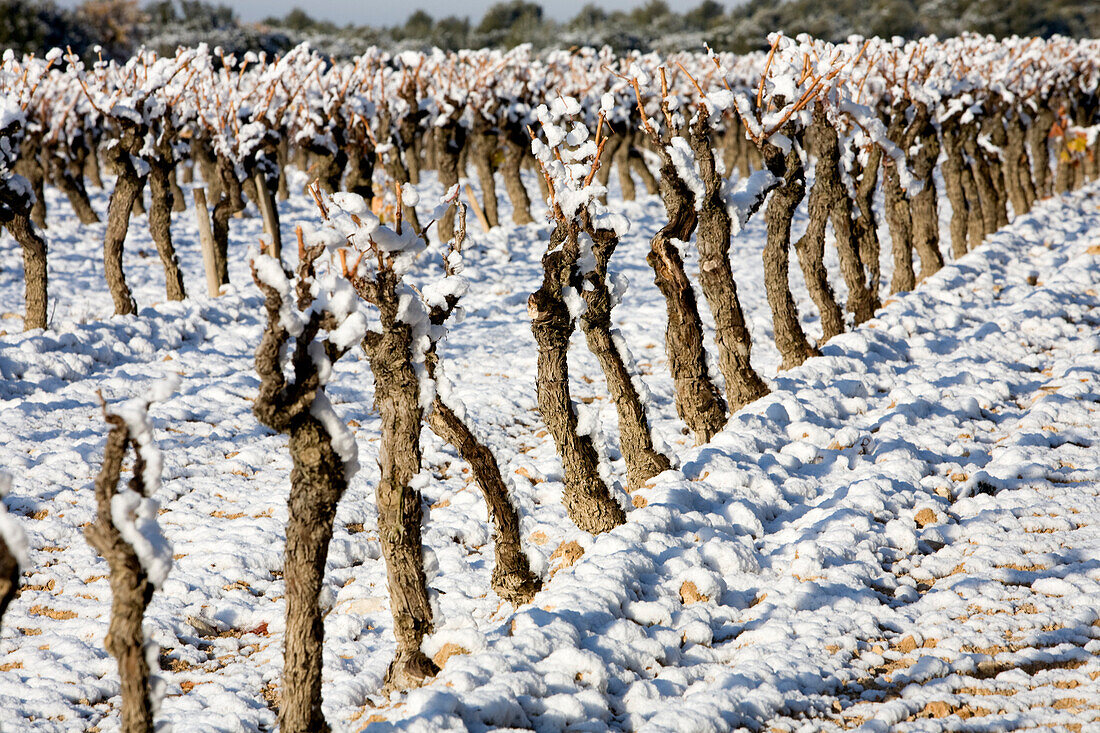 France, Bouches du Rhone, Puyricard, Route du Seuil, Chateau du Seuil Wine producing domain, AOC Coteaux d'Aix en Provence vineyards under the snow