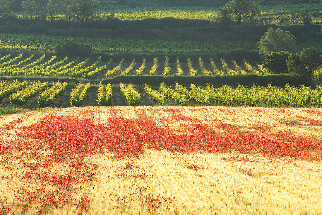 France, Vaucluse, Luberon, Saint Martin de la Brasque, vineyard Cotes du Luberon, poppy