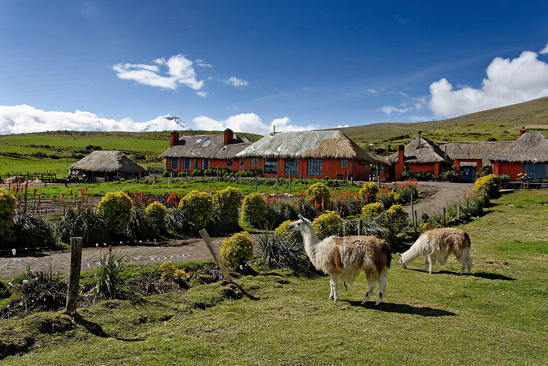 Ecuador, in der Provinz de Cotopaxi, Anden, Cotopaxi Nationalpark, Hacienda El Porvenir, am unteren Rand des Vulkans Cotopaxi, schlägt die Farm Pferd reitet ein paar Tage mit Chagras als Führer dauerhafte