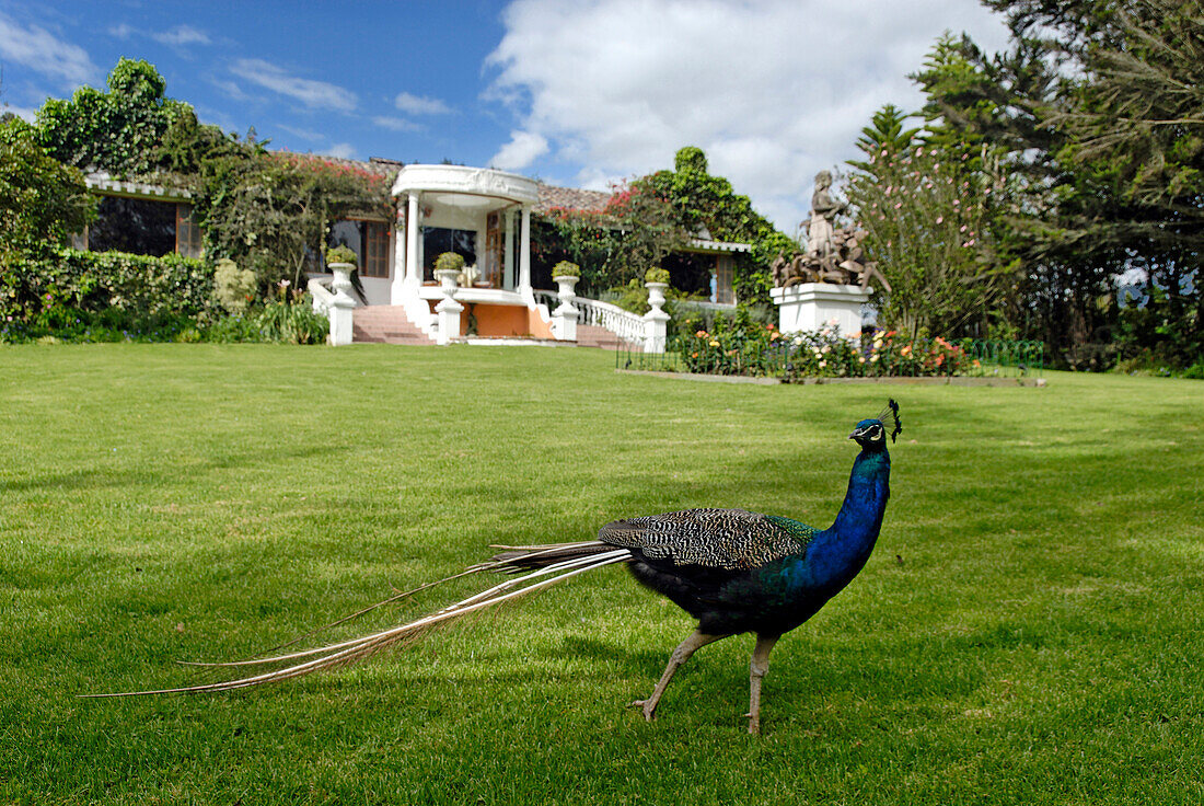 Ecuador, Imbabura Province, Andes, Cotacachi, Hacienda La Mirage, peacock at the entrance of the only Relais & Chateaux of the country