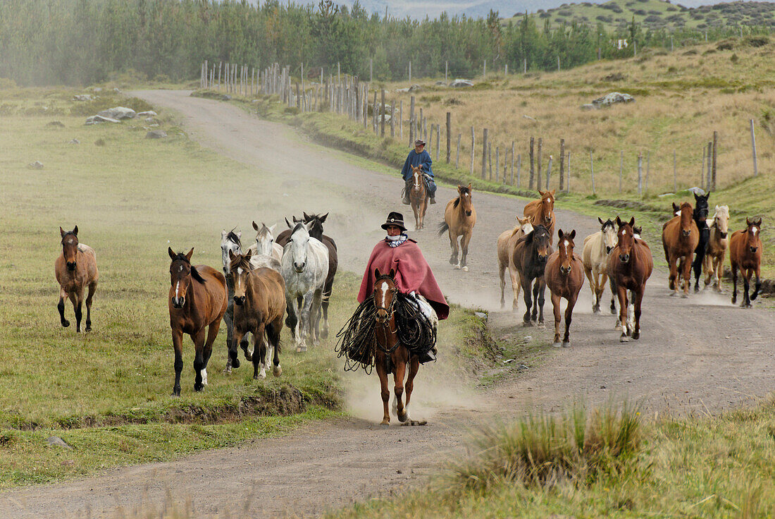 Ecuador, in der Provinz de Cotopaxi, Anden, Cotopaxi Vulkan, eine Gruppe von Chagras Sammeln wilder Pferde rund um Vulkan Cotopaxi für Hacienda El Porvenir