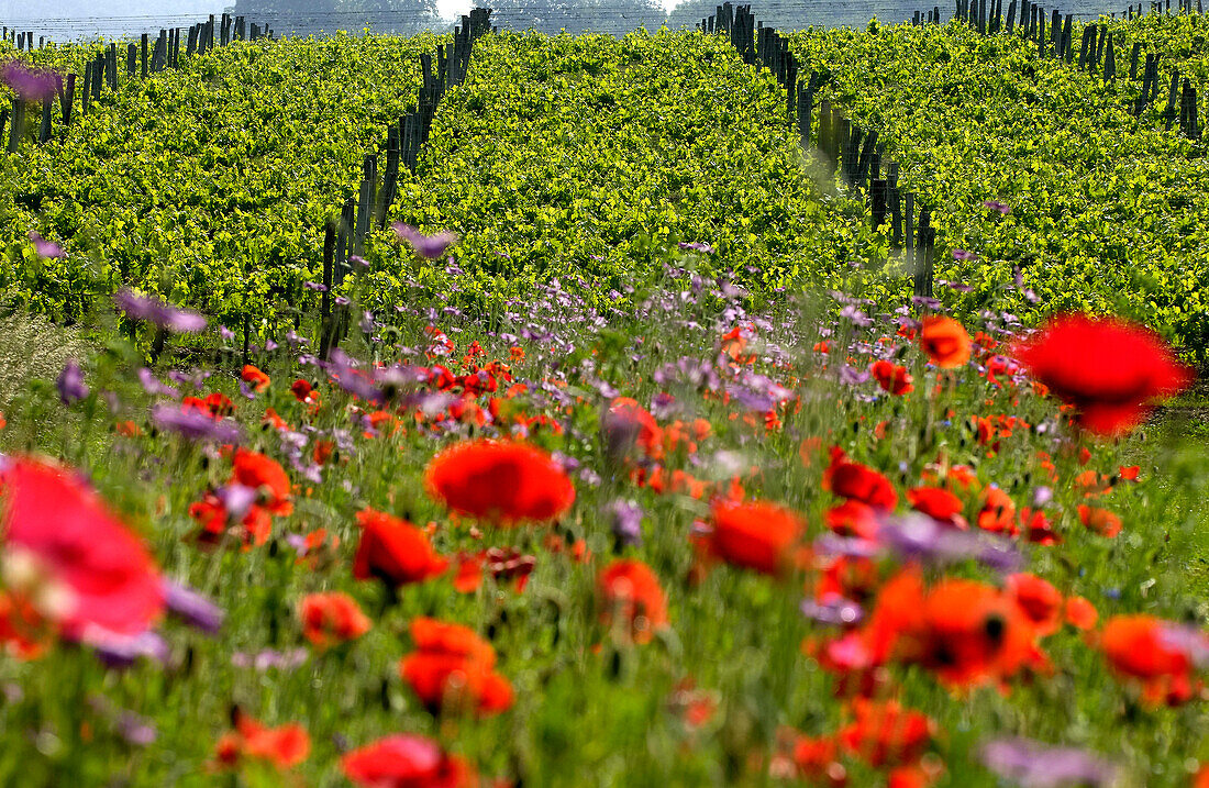 France, Gironde, Salleboeuf, Bordeaux vineyard and Entre Deux Mers, Spring flowers, poppies (papaver rhoeas of Papaveracea family ) and Pasque flower (also called Dane's Blood or Pulsatilla vulgaris of Ranunculaceae family) in a vine fallow to support int