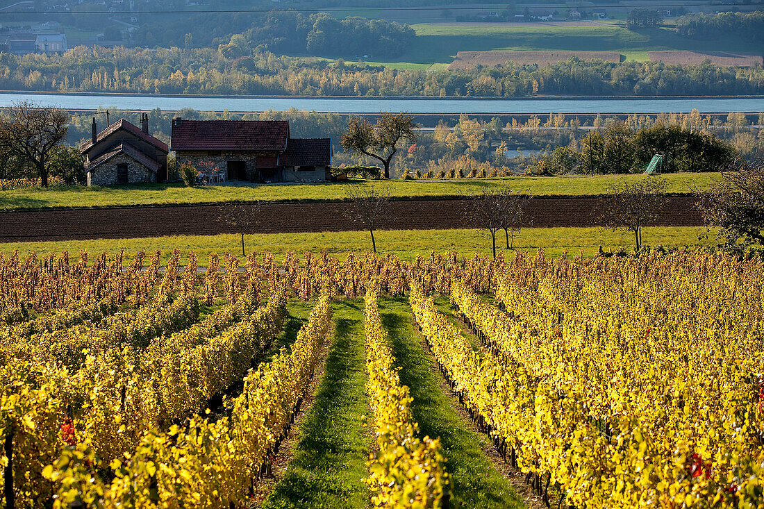 France, Savoie, near Ruffieux, vineyard at Serrieres en Chautagne, in the background the Rhone River