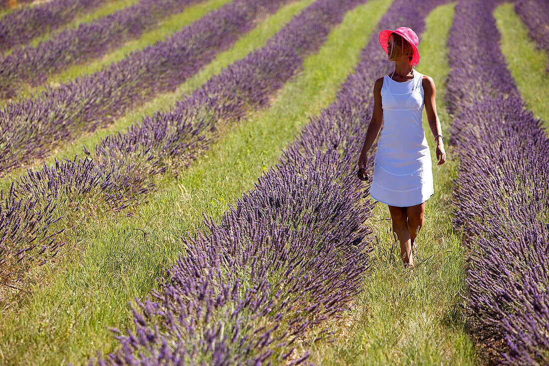 France, Vaucluse, Sault, lavender fields