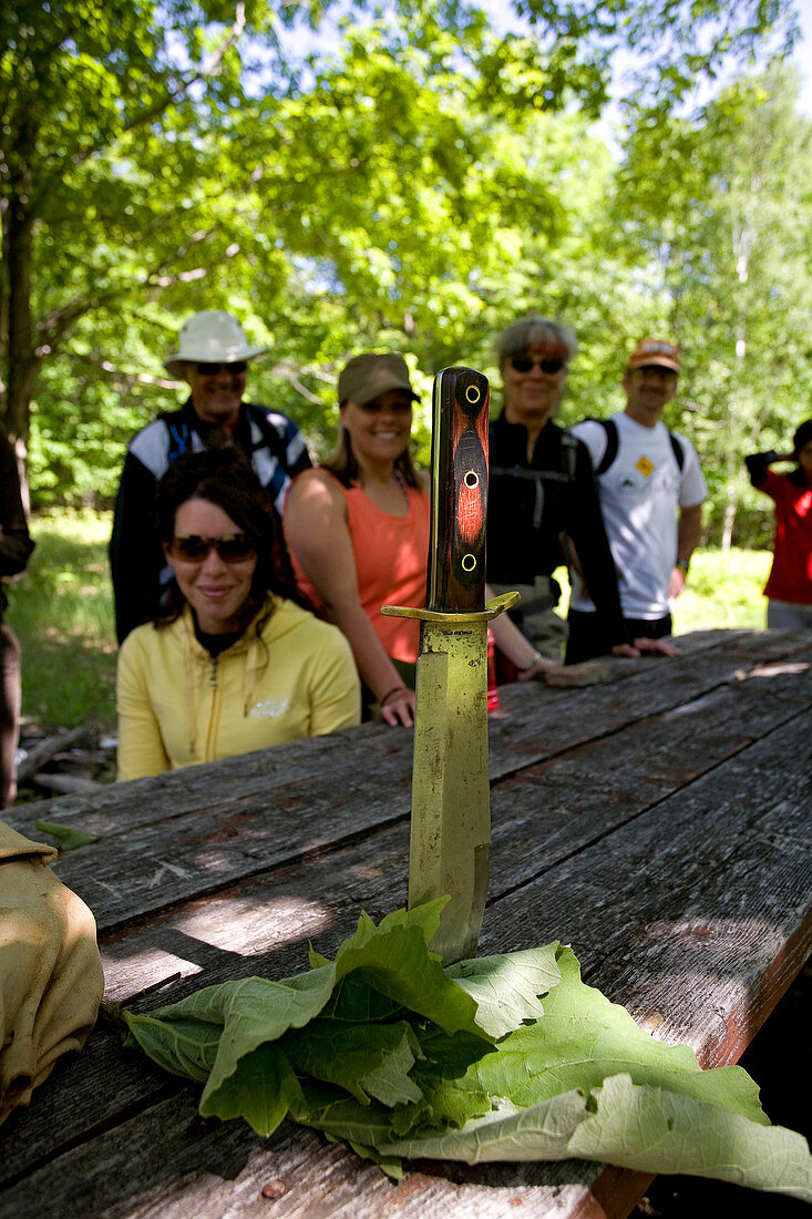 Kanada, Provinz Ontario, Manitoulin Island, auf Tasse und Untertasse mit dem indianischen Führer Falcon Migwans Wandern, bei Pflanzen beobachten