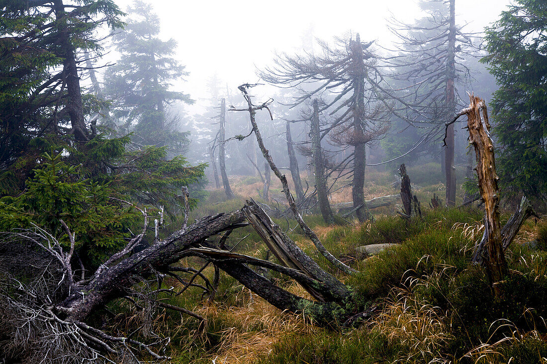 Spruce forest at Brocken, Harz National Park, Saxony-Anhalt, Germany