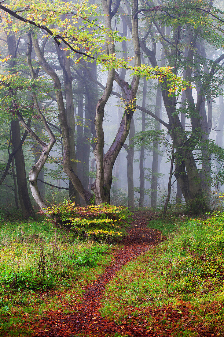 Pfad führt in Buchenwald, Bergpark Wilhelmshöhe, Naturpark Habichtswald, Hessen, Kassel, Deutschland