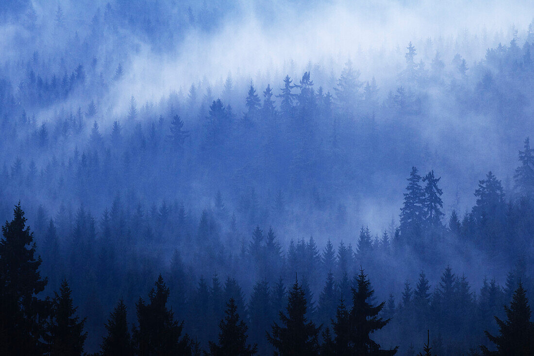 Spruce forest after thunder shower, Harz National Park, Saxony-Anhalt, Germany
