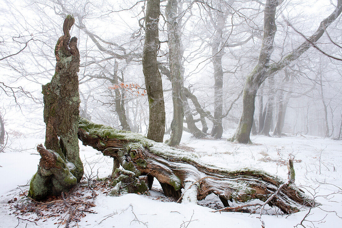 Beech forest in snow, Rhoen Biosphere Reserve, Bavarian Rhoen Nature Park, Bavaria, Germany