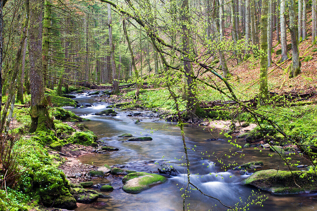 Bachlauf der Schondra, Biosphärenreservat Rhön, Naturpark Bayerische Rhön, Bayern, Deutschland