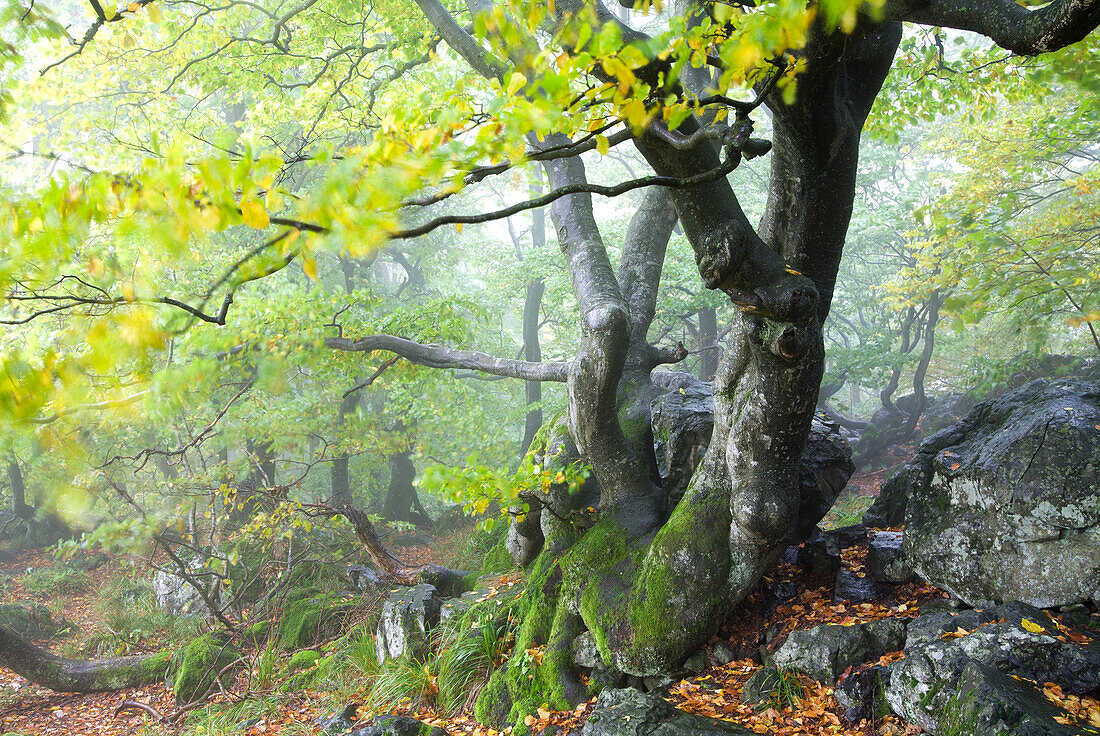 Old oak, Rhoen Biosphere Reserve, Bavarian Rhoen Nature Park, Bavaria, Germany