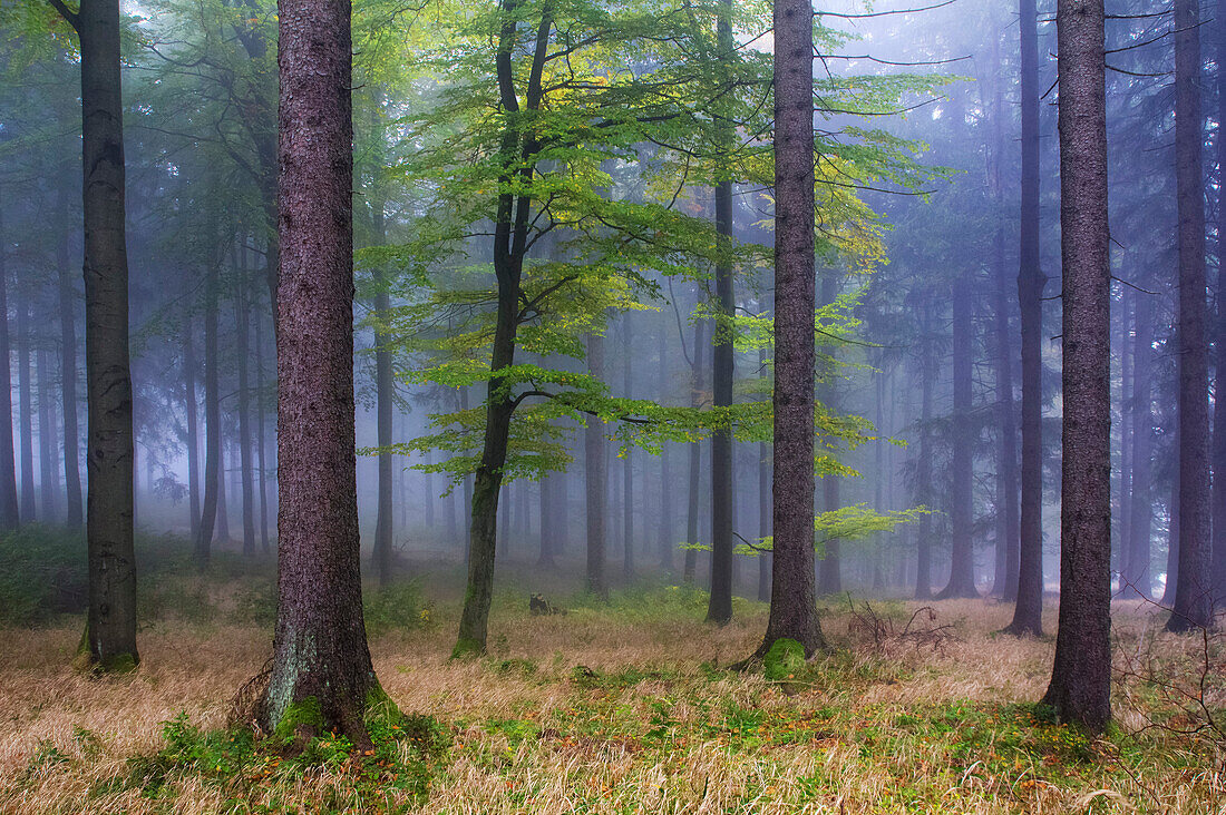 Beech, Thuringian Forest Nature Park, Thuringia, Germany