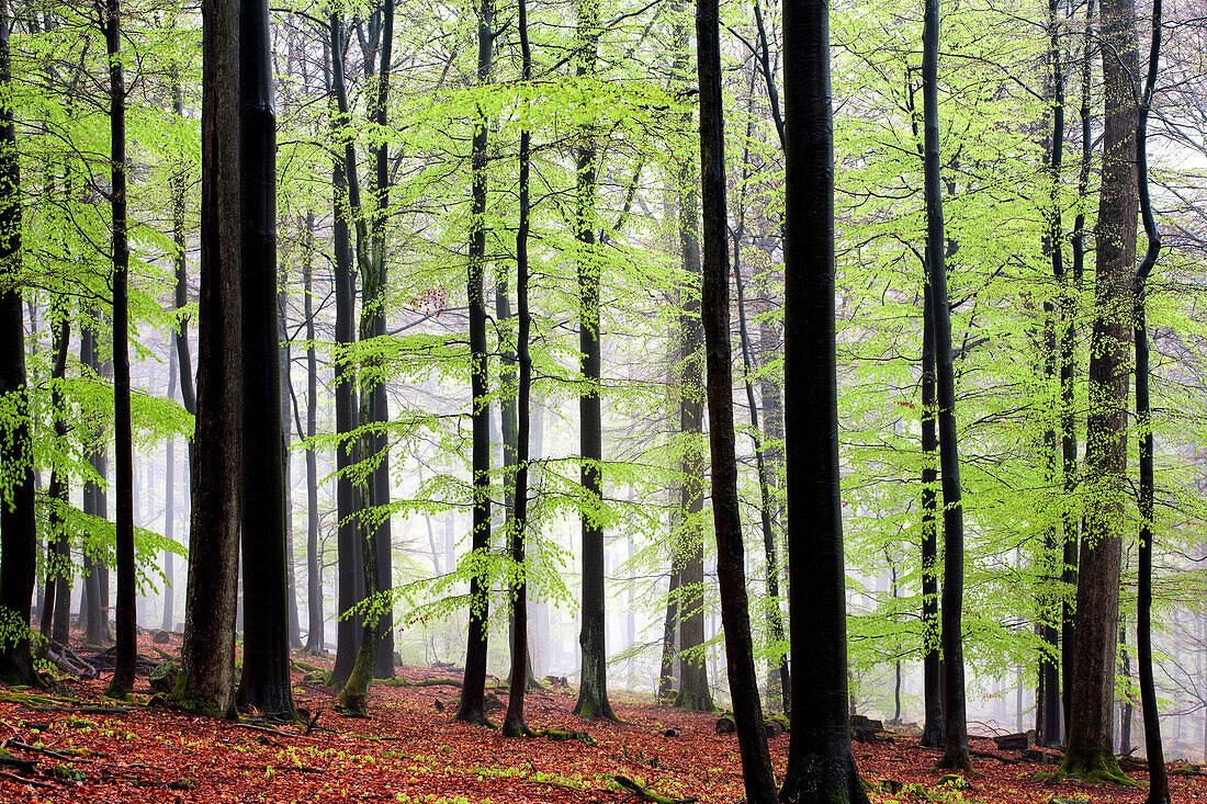 Beech forest in springtime, Spessart Nature Park, Lower Franconia, Bavaria, Germany