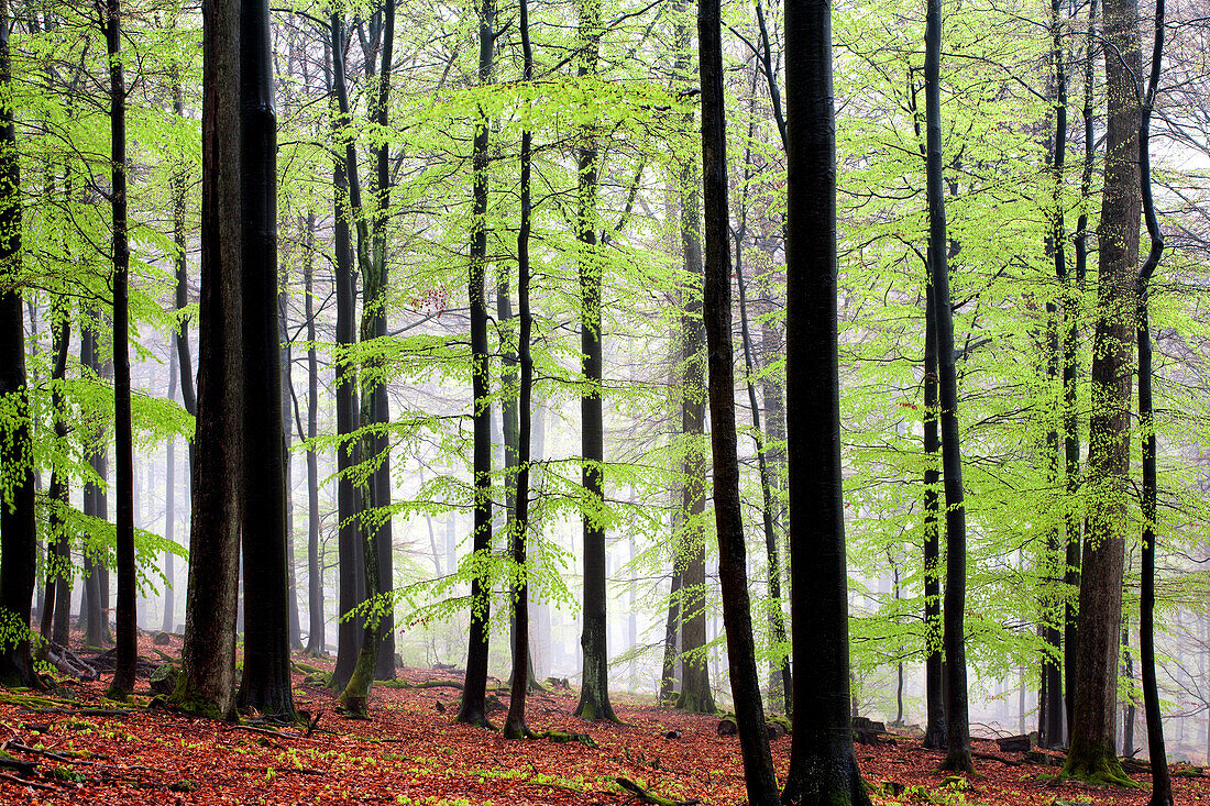 Buchenwald im Frühling, Naturpark Bayerischer Spessart, Unterfranken, Bayern, Deutschland