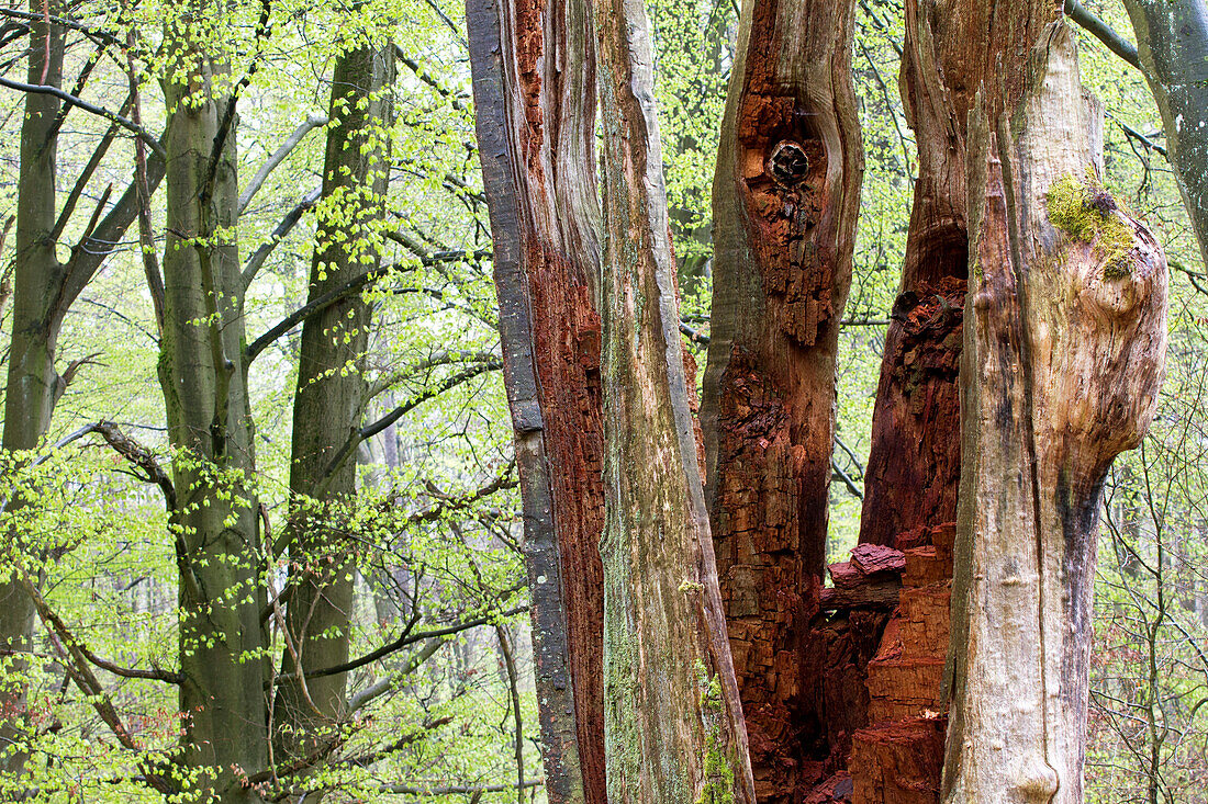 Totholz, Naturschutzgebiet Rohrberg, Naturpark Bayerischer Spessart, Unterfranken, Bayern, Deutschland