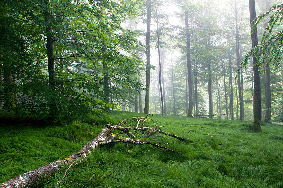 Beech forest, Fuerstlich Lowwensteinscher Park, Spessart Nature Park, Lower Franconia, Bavaria, Germany