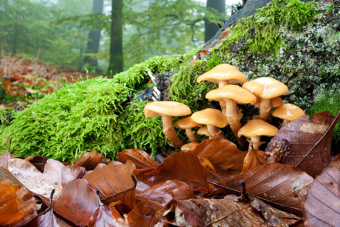 Pilzgruppe, Naturpark Bayerischer Spessart, Unterfranken, Bayern, Deutschland