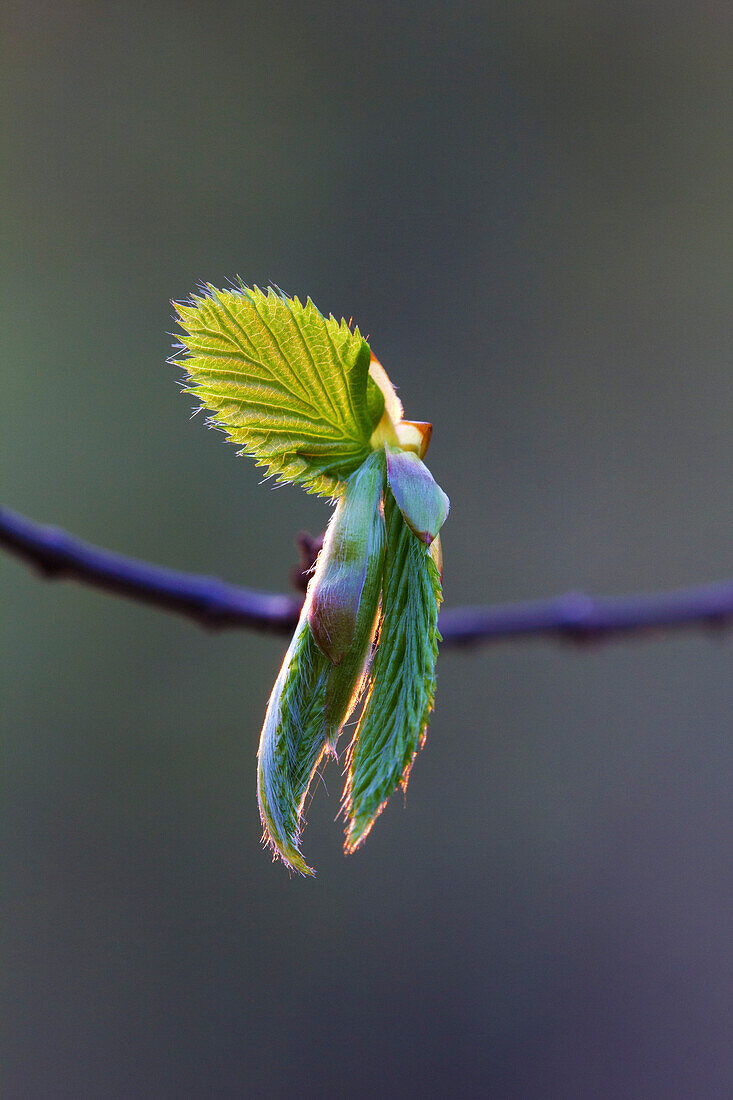 Leaf of a beech, Steigerwald Nature Park, Lower Franconia, Bavaria, Germany