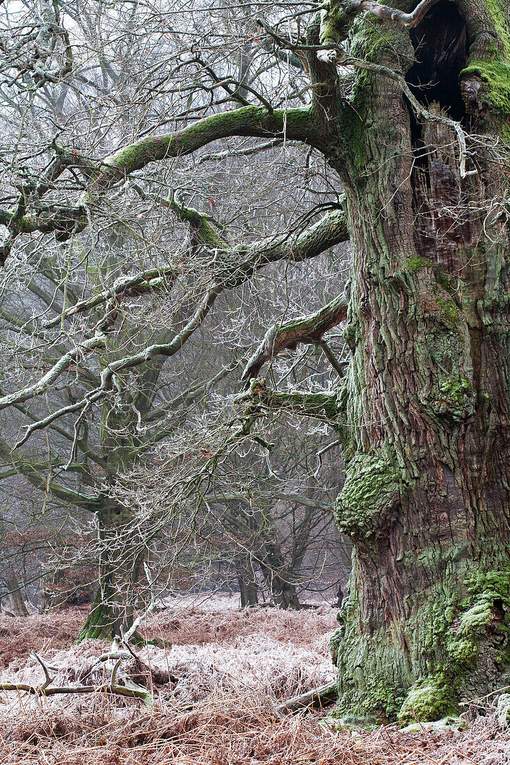 Huteeiche, Urwald Sababurg, Nordhessen, Hessen, Deutschland