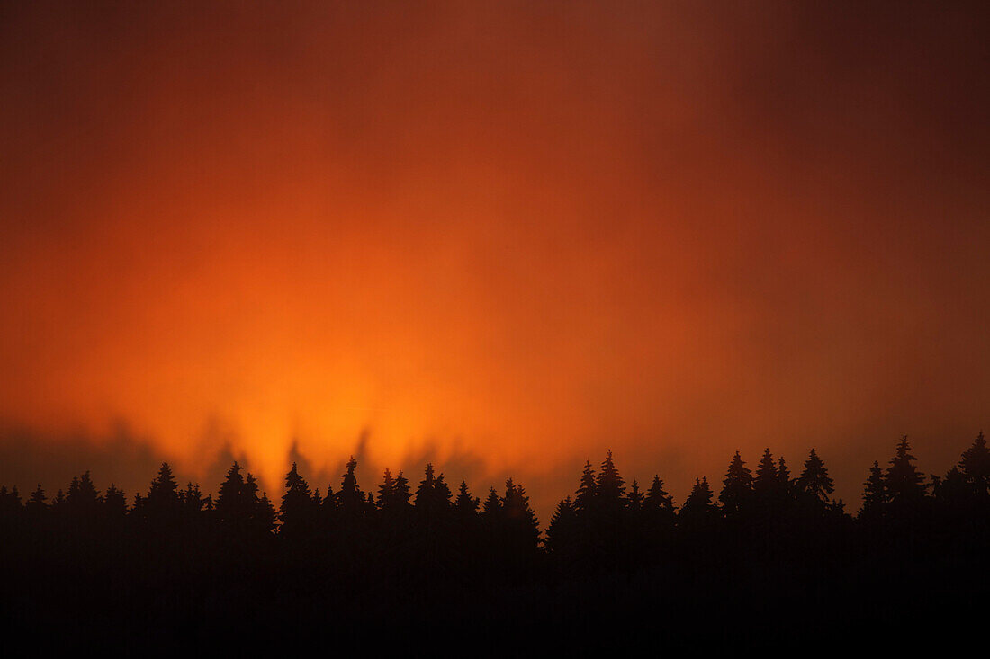 Schattenspiel eines Fichtenwaldes bei untergehender Sonne an Nebelwand, Naturpark Meißner - Kaufunger Wald, Nordhessen, Hessen, Deutschland