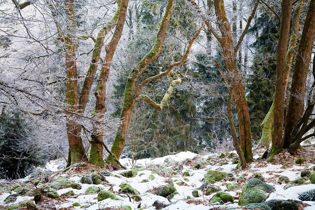 Baumgruppe im Raureif, Naturpark Meißner - Kaufunger Wald, Nordhessen, Hessen, Deutschland