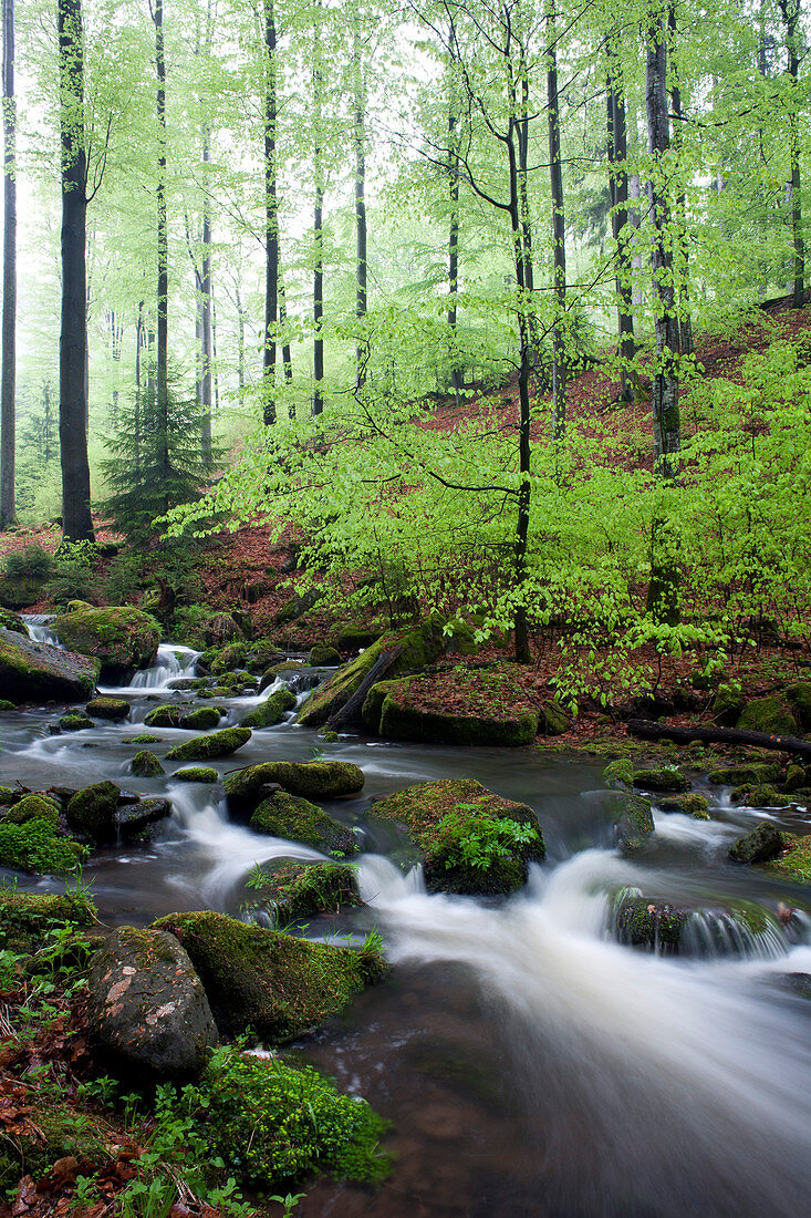 Creek of the Disbach, Rhoen Biosphere Reserve, Bavarian Rhoen Nature Park, Bavaria, Germany
