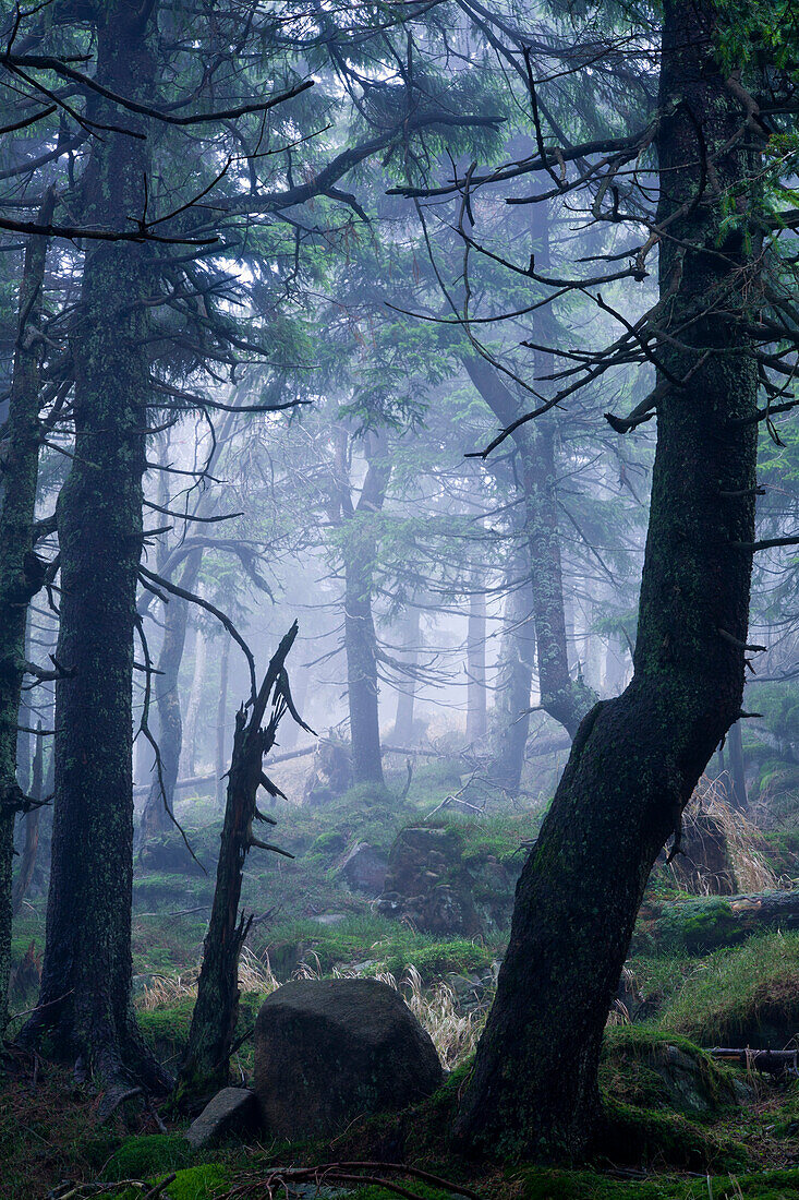 Spruce Forest at Brocken mountain, Harz National Park, Saxony-Anhalt, Germany