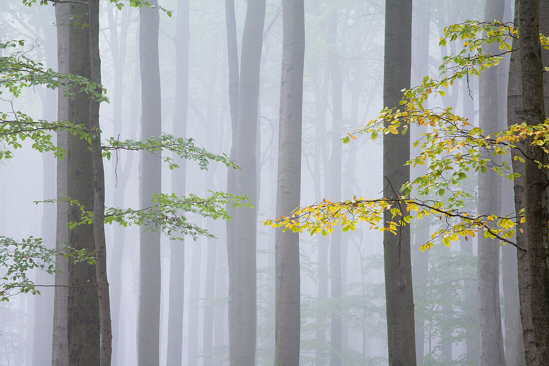 Beech forest, Meissner - Kaufunger Wald nature park, North Hesse, Hesse, Germany