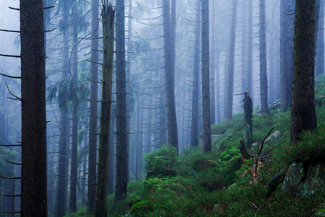 Fichten (Picea abies) am Brocken, Nationalpark Harz, Sachsen-Anhalt, Deutschland